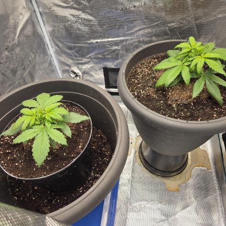 Strawberry gorilla auto