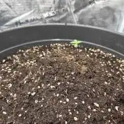 Strawberry gorilla auto