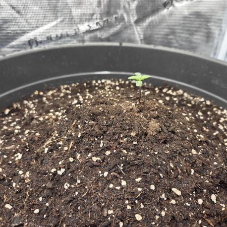 Strawberry gorilla auto