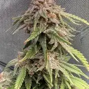 Blueberry Blizzy - Roc Bud