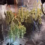 Blueberry Blizzy - Roc Bud