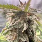 Blueberry Blizzy - Roc Bud