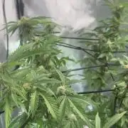 Blueberry Blizzy Run