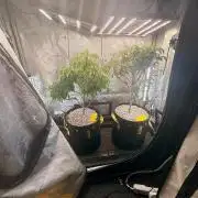 Montell's Dream Widow - Indogro