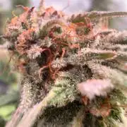 Blueberry Blizzy - Roc Bud