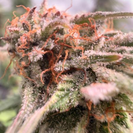 Blueberry Blizzy - Roc Bud