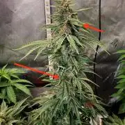 Double Grape x Chem De La Chem