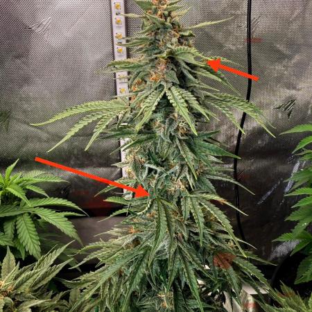 Double Grape x Chem De La Chem