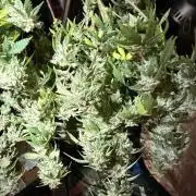 Blueberry Blizzy - Roc Bud
