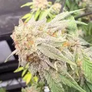Blueberry Blizzy - Roc Bud
