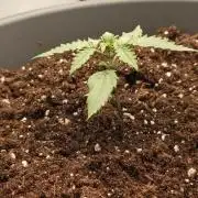 Papaya Cookies auto 2fast4buds