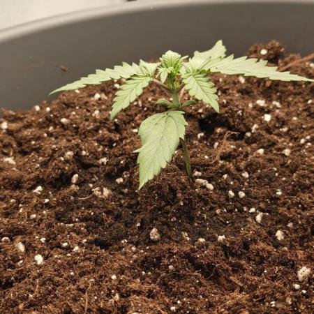 Papaya Cookies auto 2fast4buds