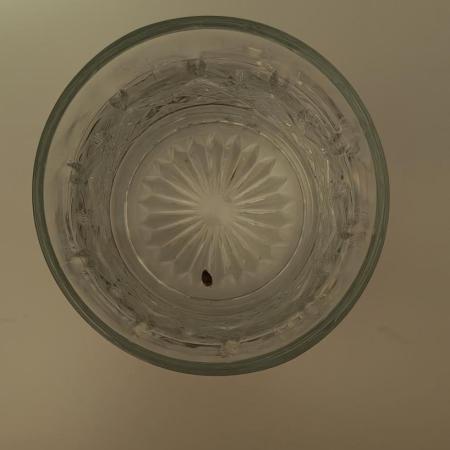 Papaya Cookies auto 2fast4buds