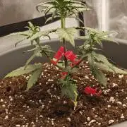 Papaya Cookies auto 2fast4buds