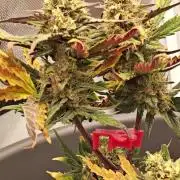 Papaya Cookies auto 2fast4buds