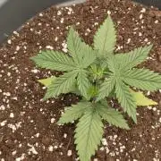 Papaya Cookies auto 2fast4buds