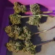 Papaya Cookies auto 2fast4buds