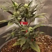 Papaya Cookies auto 2fast4buds