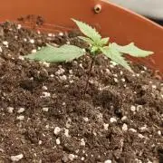 Papaya Cookies auto 2fast4buds