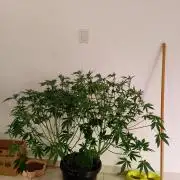 Sweet Mando zkittlez f1 FV sweet seeds