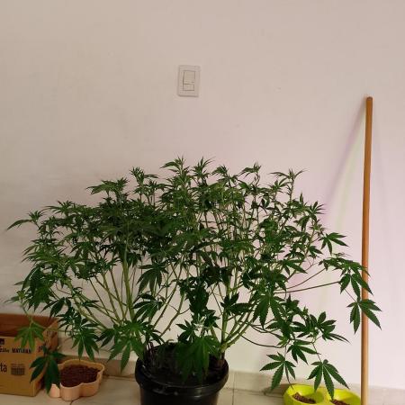 Sweet Mando zkittlez f1 FV sweet seeds