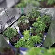 Blueberry/Apple Fritter/Mimosa-Z/Baby Bo