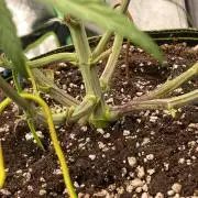 Blueberry/Apple Fritter/Mimosa-Z/Baby Bo