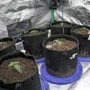 Automatic Grow