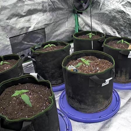 4 sort Automatic Grow