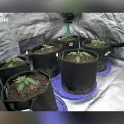 Blueberry/Apple Fritter/Mimosa-Z/Baby Bo