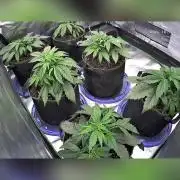 Blueberry/Apple Fritter/Mimosa-Z/Baby Bo