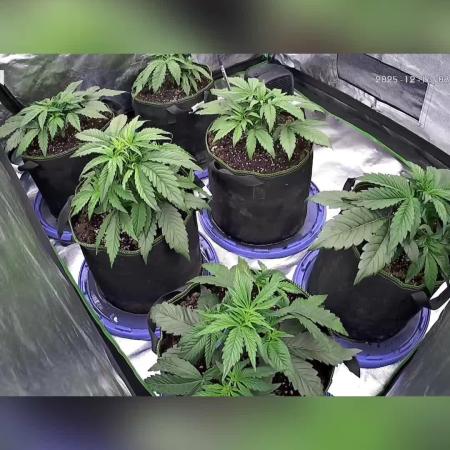 Blueberry/Apple Fritter/Mimosa-Z/Baby Bo