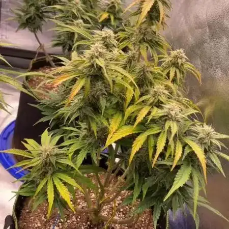 Blueberry/Apple Fritter/Mimosa-Z/Baby Bo