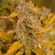 Narnia Grows - Amnesia Zkittles