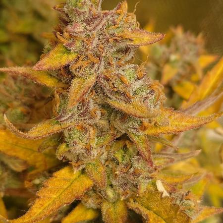 Narnia Grows - Amnesia Zkittles