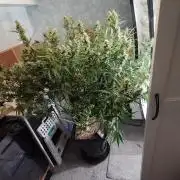 Narnia Grows - Amnesia Zkittles