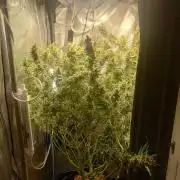 Narnia Grows - Amnesia Zkittles