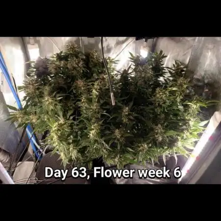 Grown in NarNia 2