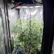 Narnia Grows - Amnesia Zkittles
