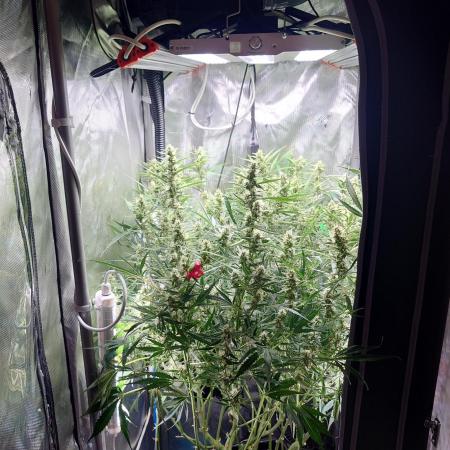 Narnia Grows - Amnesia Zkittles