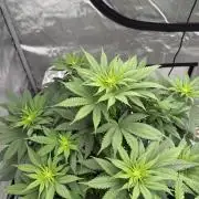 Old Soul Cultivators