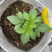 White Widow - Greenhouse seed co