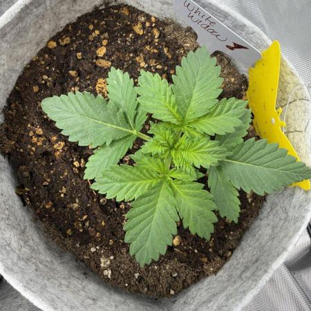 White Widow - Greenhouse seed co