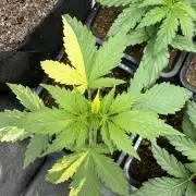 Holy Punch - Greenhouse Seed Co.