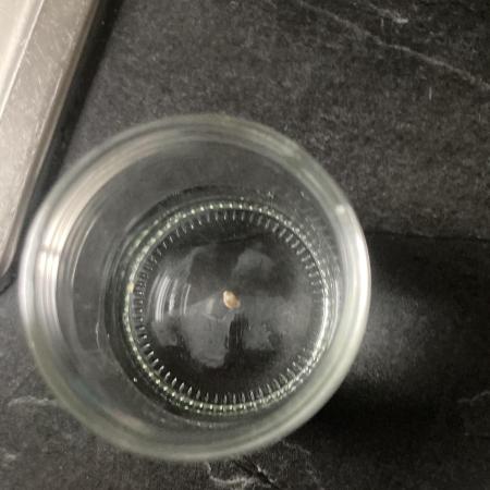 Monster Dwarf Indoor Keller Grow