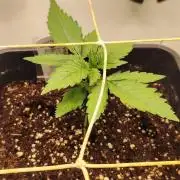 Neville's Rose auto vs CampaCavallo