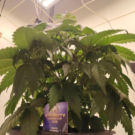 Sticky Broccoli EGC26 CampaCavallo