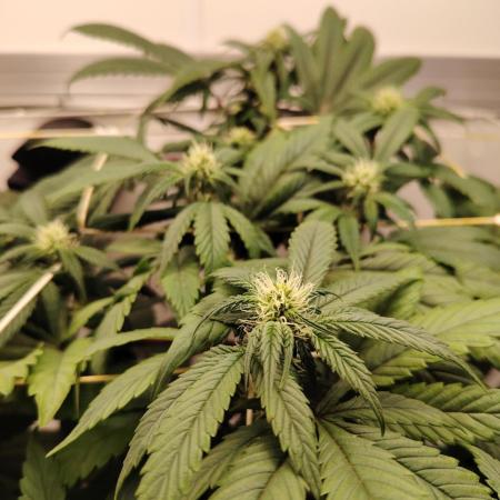 Bay Burger per CampaCavallo 🍔