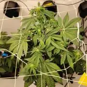 Bay Burger per CampaCavallo 🍔