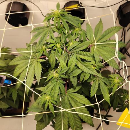 Bay Burger per CampaCavallo 🍔